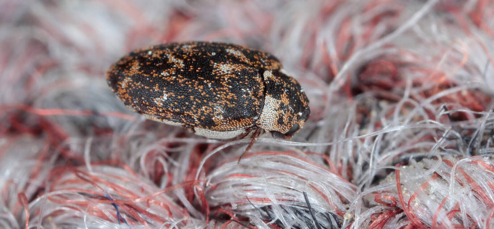 How to Get Rid of Carpet Beetles & More: Canberra Pest Control