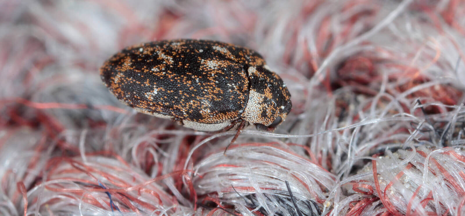 Carpet Beetles Control Canberra