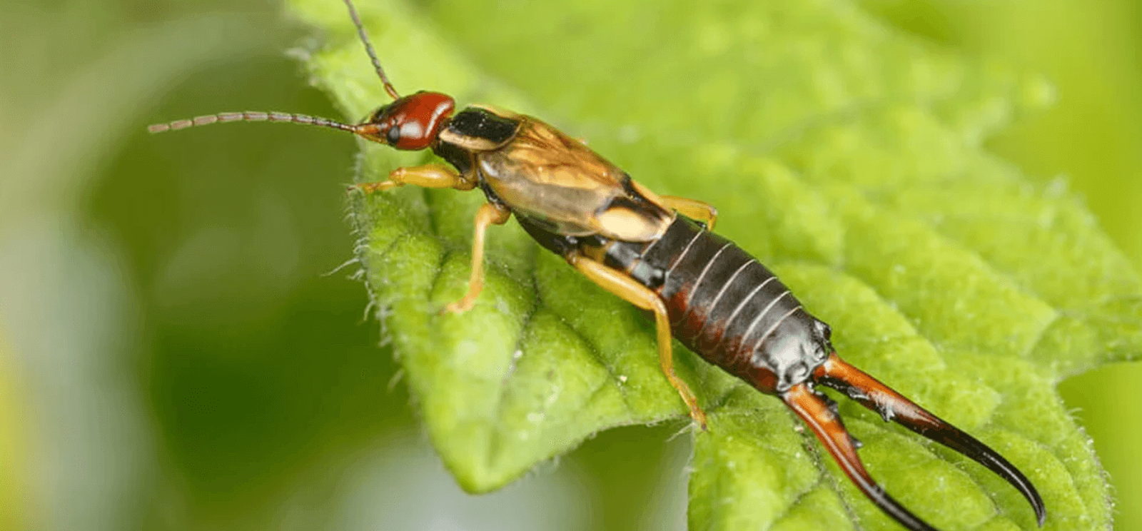 Pest Control Canberra