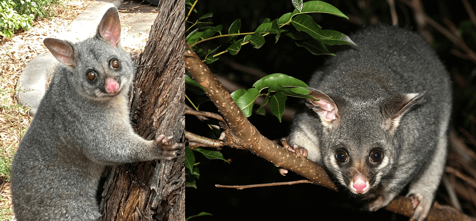 Pest Control Canberra