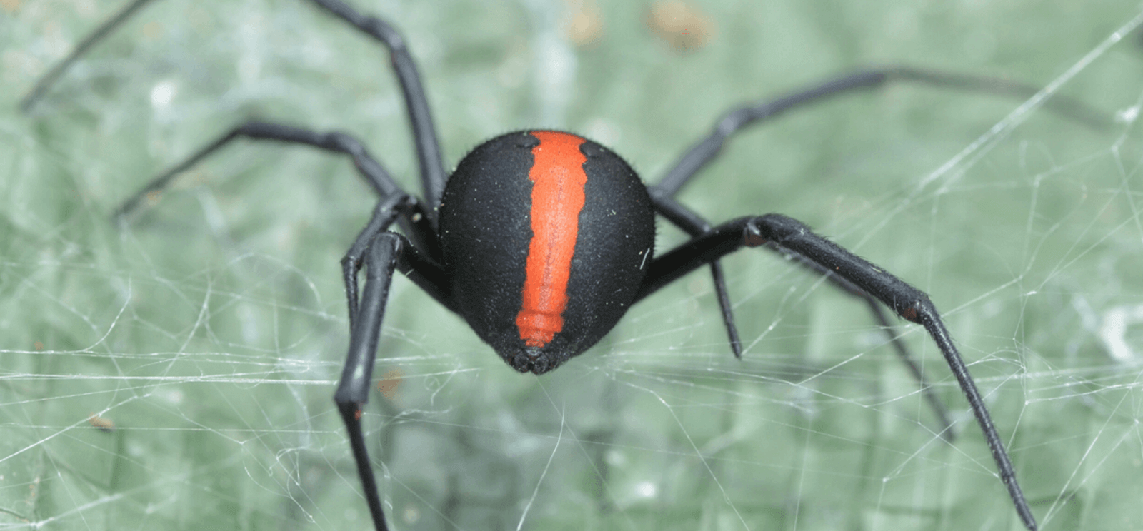 Pest Control Canberra