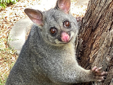 Pest Control In Canberra