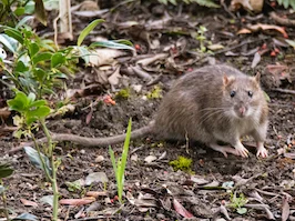 Norway Rat